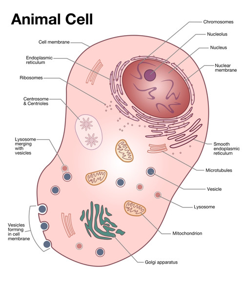 animal cell diagram 6th grade