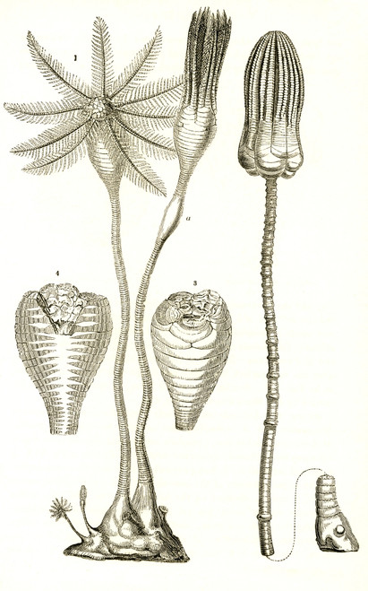 Jurassic Crinoids Poster Print by Science Source - Item # VARSCI9N3161