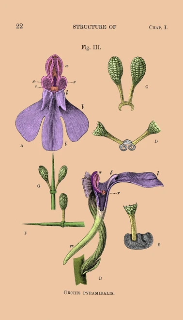 Darwin's Orchis Pyramidalis, Illustration Poster Print by Science Source