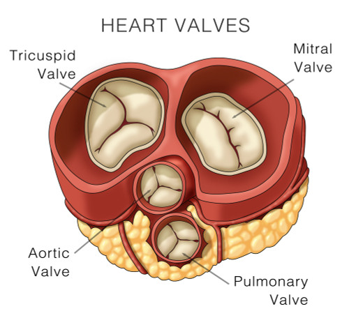 Heart Valves, Illustration Poster Print by Monica Schroeder/Science Source - Item # VARSCIJB5253