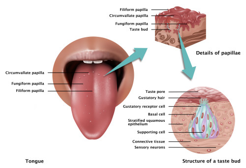 Anatomy of Taste, Illustration Poster Print by Gwen Shockey/Science Source - Item # VARSCIJB0055
