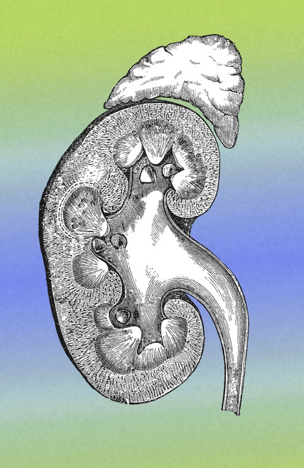 Kidney Poster Print by Science Source