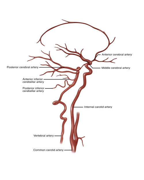 Arteries Found in the Head, Illustration Poster Print by Gwen Shockey/Science Source - Item # VARSCIJC6250