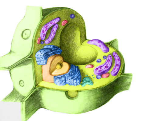 Plant Cell Poster Print by Spencer Sutton/Science Source - Item # VARSCIBS6098