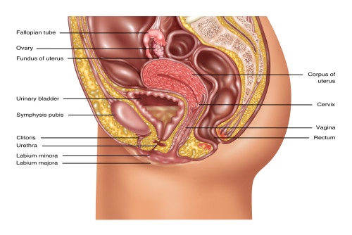 Female Reproductive Anatomy, Illustration Poster Print by Gwen Shockey/Science Source