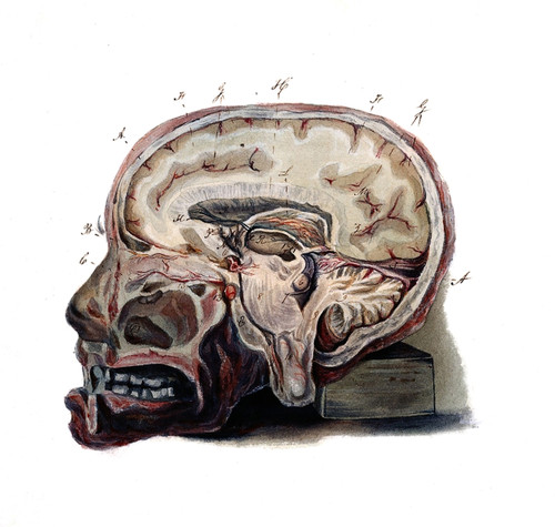 Brain, Anatomical Illustration, 1823 Poster Print by Science Source