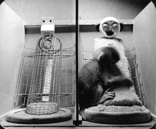 Animal Testing, Maternal Deprivation Poster Print by Science Source - Item # VARSCI9N1895