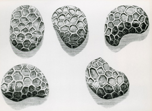 Poppy Seeds, Engraving, 1665 Poster Print by Science Source - Item # VARSCI9E8759