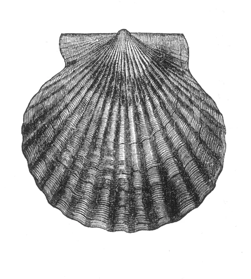 Edible Scallop Poster Print by Science Source