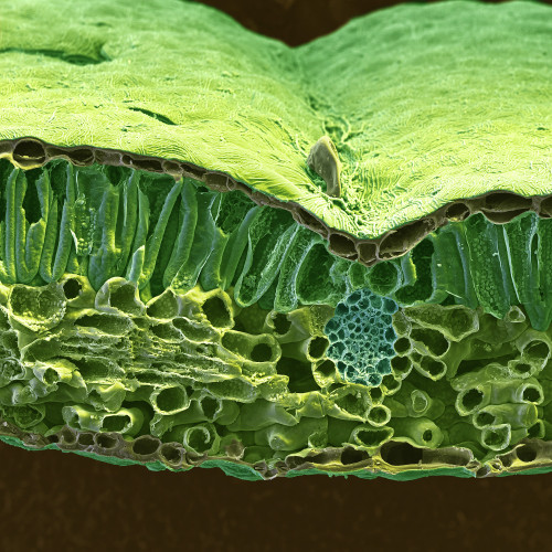 SEM of Christmas Rose Leaf Poster Print by Science Source - Item # VARSCIBF8681