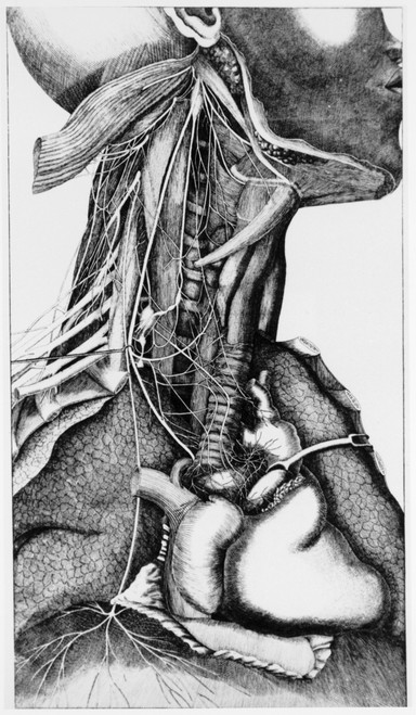 Anatomy of the Neck Poster Print by Science Source - Item # VARSCI9N0091