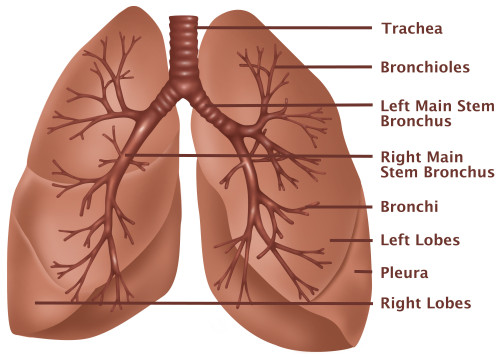 Anatomy of the Lungs Poster Print by Gwen Shockey/Science Source - Item # VARSCIBZ3722