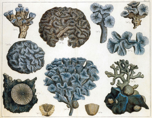 Corals Poster Print by Science Source - Item # VARSCIJC1110