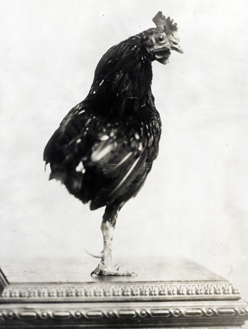 Theodore Roosevelt's One-Legged Rooster Poster Print by Science Source