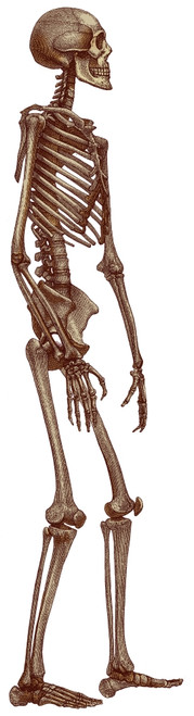 Human Skeleton Poster Print by Science Source - Item # VARSCIBQ2093
