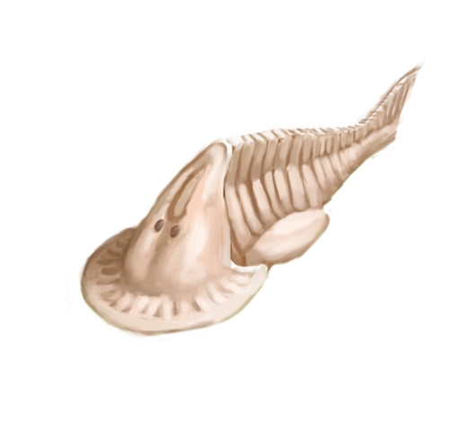 Hemicyclaspis, Illustration Poster Print by Spencer Sutton/Science Source - Item # VARSCIJA0978