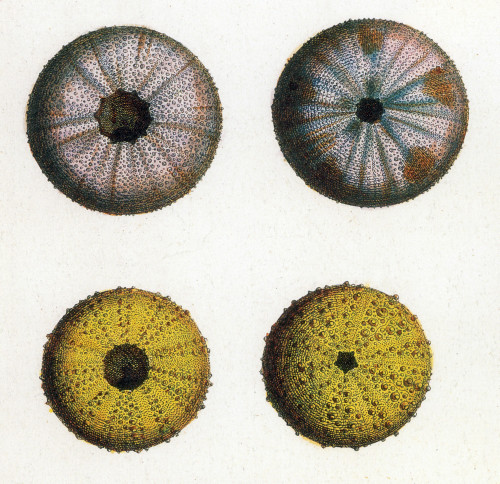 Sea Urchins Poster Print by Science Source - Item # VARSCIJC1092