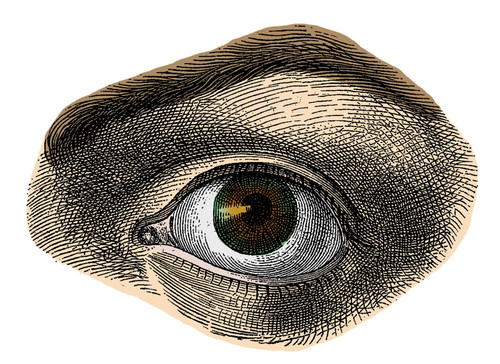 Hazel Eye Poster Print by Science Source
