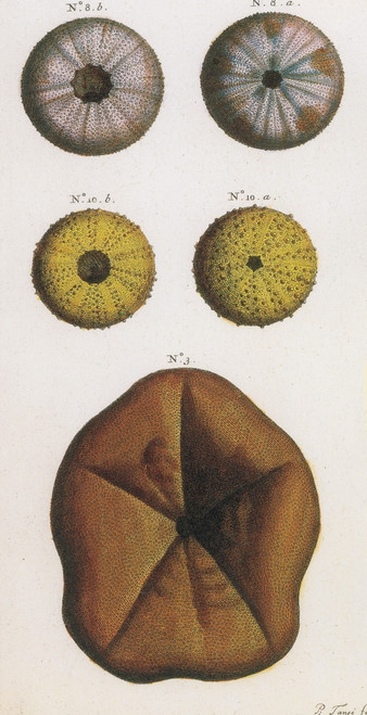 Sea Urchins Poster Print by Science Source - Item # VARSCIJC1091