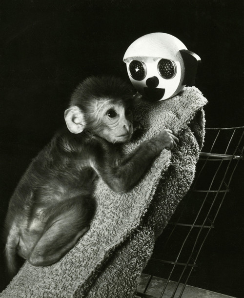 Animal Testing, Maternal Deprivation Poster Print by Science Source - Item # VARSCI9M9510