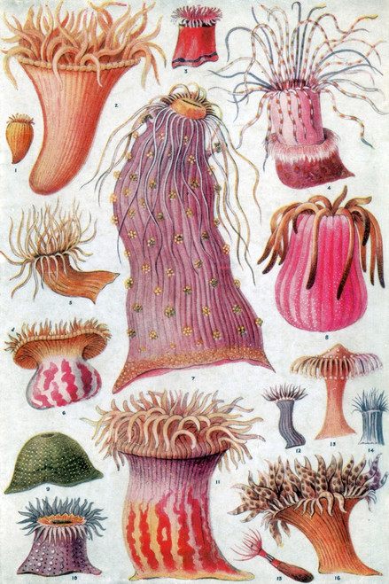 American and European Sea Anemones Poster Print by Science Source - Item # VARSCIJC1097