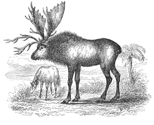 Sivatherium Poster Print by Science Source - Item # VARSCI9N3186