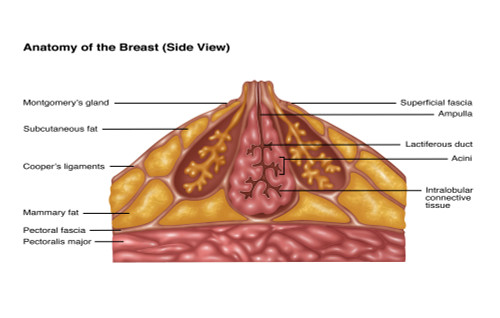 Breast Anatomy, Illustration Poster Print by Gwen Shockey/Science Source - Item # VARSCIJC0963