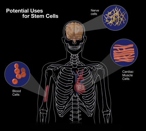 Potential Uses for Stem Cells Poster Print by Spencer Sutton/Science Source - Item # VARSCIBY8015