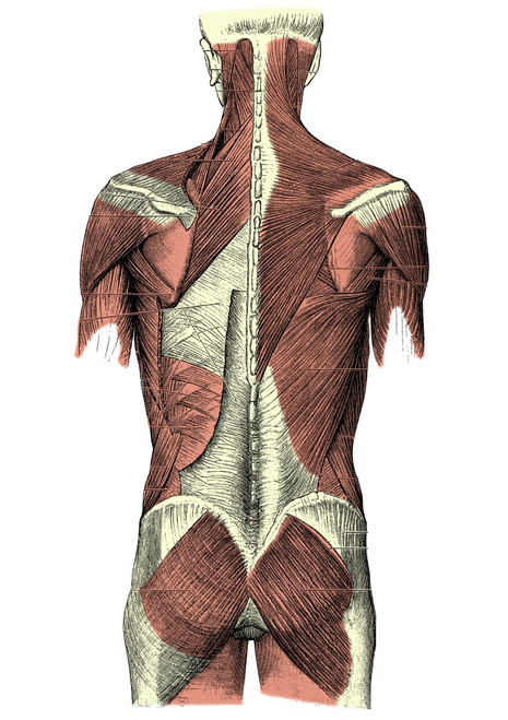 Back Muscles Poster Print by Science Source - Item # VARSCIBQ2111