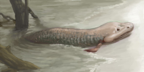 Tiktaalik, Illustration Poster Print by Spencer Sutton/Science Source - Item # VARSCIJA1017