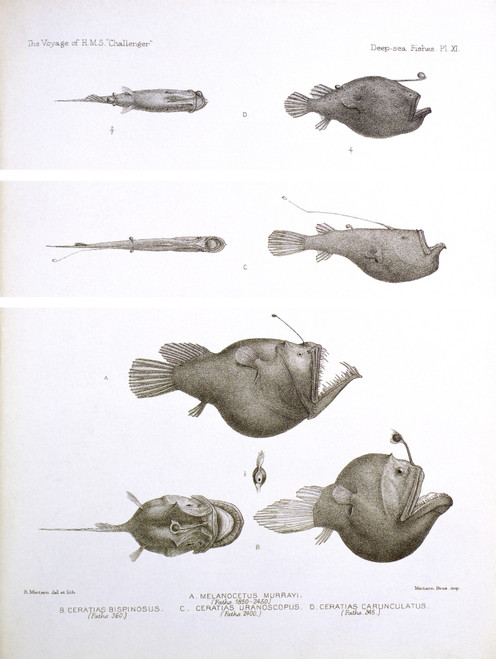 Deep Sea Fishes Poster Print by Science Source - Item # VARSCIBD6706