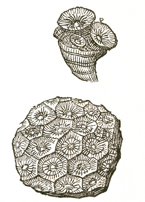 Rugose Coral Fossil Poster Print by Science Source - Item # VARSCI9N3129
