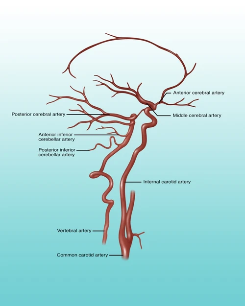 Arteries Found in the Head, Illustration Poster Print by Gwen Shockey/Science Source