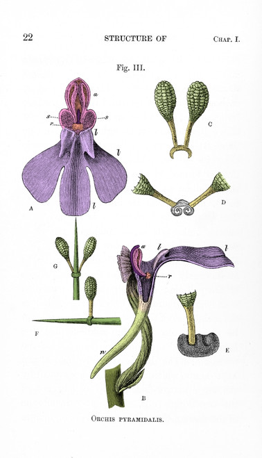 Darwin's Orchis Pyramidalis, Illustration Poster Print by Science Source