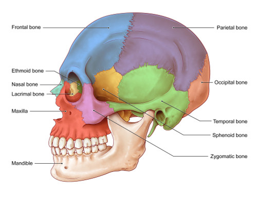 Lateral Skull, Illustration Poster Print by Evan Oto/Science Source - Item # VARSCIJC7431