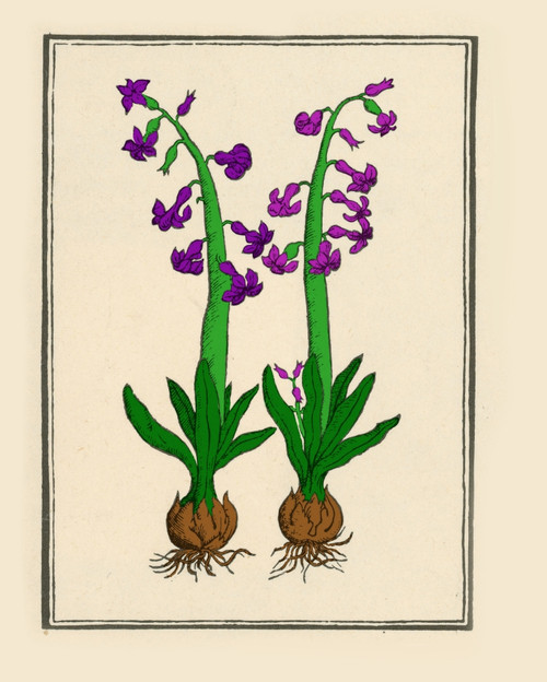The Hyacinth Poster Print by Science Source - Item # VARSCIBP6311