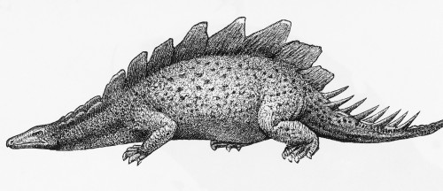 Stegosaurus Illustration Poster Print by Science Source - Item # VARSCIBN6708