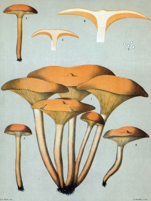 Jack-O'-Lantern Mushroom, O. illudens Poster Print by Science Source - Item # VARSCIJC1088