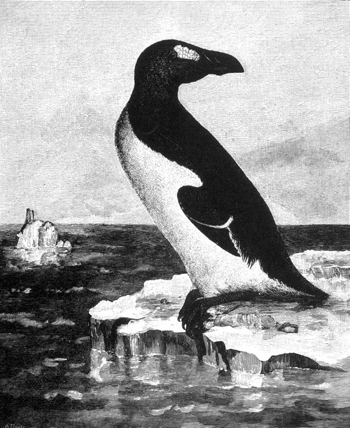 Great Auk, Extinct Flightless Bird Poster Print by Science Source - Item # VARSCIBX3744