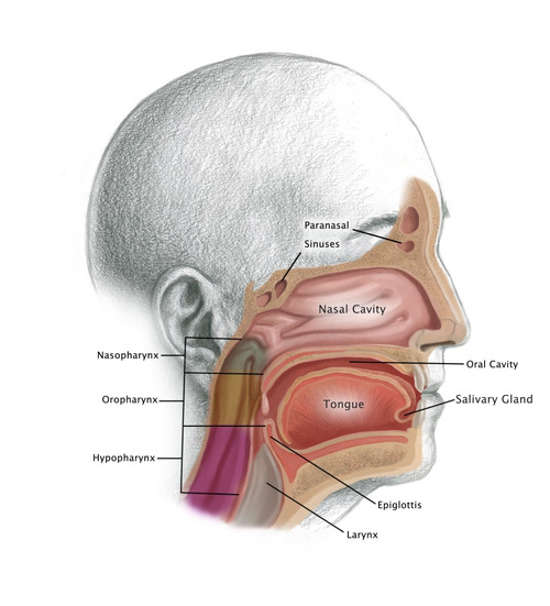 Head and Neck Cancer, Illustration Poster Print by Spencer Sutton/Science Source - Item # VARSCIJB9125