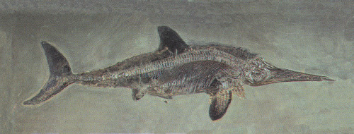 Ichthyosaurus acutirostris, Mesozoic Reptile Poster Print by Science Source - Item # VARSCIBX3737