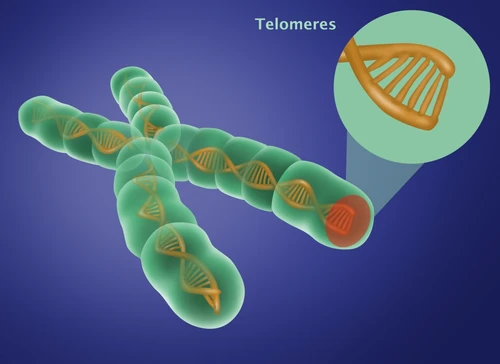 Telomere, Illustration Poster Print by Gwen Shockey/Science Source - Item # VARSCIJB0107
