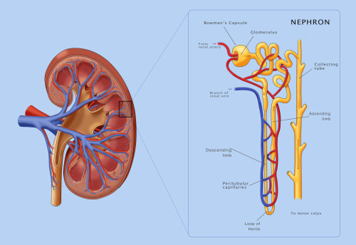 Kidney and Nephron, Illustration Poster Print by Monica Schroeder/Science Source - Item # VARSCIJB0665