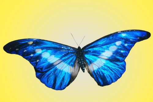 Morpho Butterfly Poster Print by Science Source - Item # VARSCIBV7708