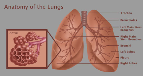 Anatomy of the Lungs with Alveoli Poster Print by Gwen Shockey/Science Source - Item # VARSCIBZ3655
