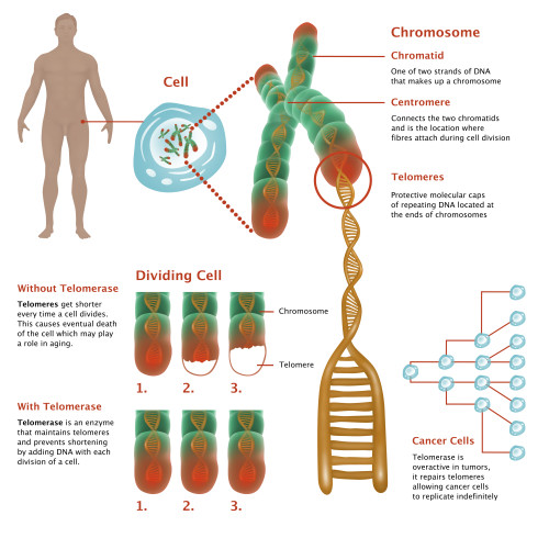 Chromosomes & Telomerase, Illustration Poster Print by Gwen Shockey/Science Source - Item # VARSCIJB0080 Chromosomes & Telomerase, Illustration Poster Print by Gwen Shockey/Science Source - Item # VARSCIJB0080