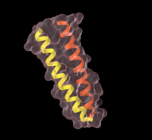 Coiled Coil Protein, Computer Artwork Poster Print by Spencer Sutton/Science Source