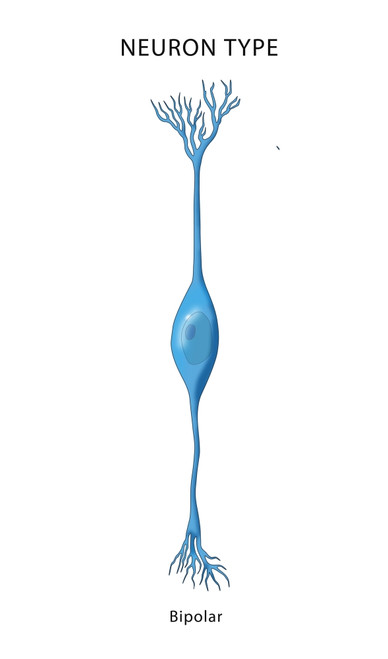 Bipolar Neuron, Illustration Poster Print by Monica Schroeder/Science Source