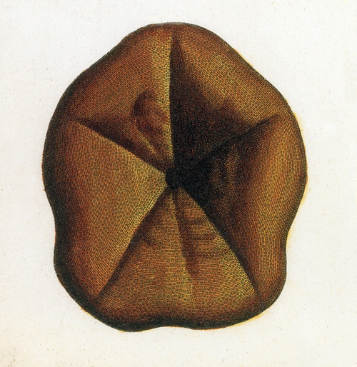 Sea Urchin Poster Print by Science Source - Item # VARSCIJC1093