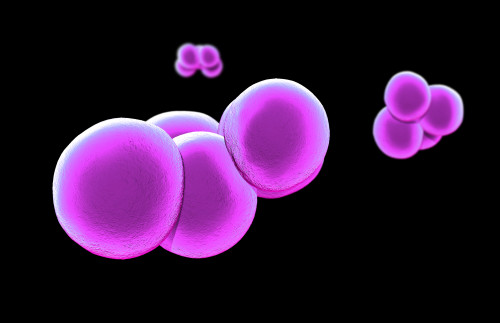Methicillin-resistant Staphylococcus aureus Poster Print by Spencer Sutton/Science Source